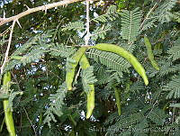 SHSM0001 Acacia cochliacantha.jpg