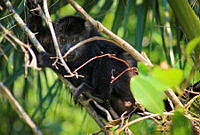 FBA0531 Alouatta pigra.jpg