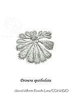 MARL0253 Drosera spathulata.jpg