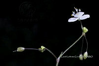 Zongo 0122 Gibasis pellucida.jpg