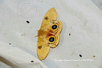 BGG054 Automeris io.JPG