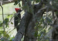 AAKVDH 0200 Dryocopus pileatus.JPG