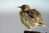 MGaves 854 Sturnella neglecta.jpg