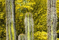 3R 00858 Pachycereus pringlei.tif