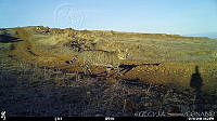 GECI048 Felis catus.jpg