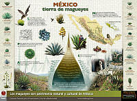 CartelMaguey_Sin logos.jpg