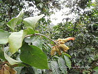 JF092 1259 Juanulloa mexicana.jpg