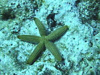 JAJ0297 Copidaster lymani.jpg