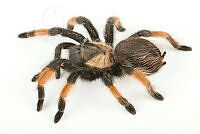 MASM07926 Brachypelma emilia.jpg