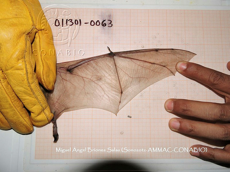 Myotis vivesi