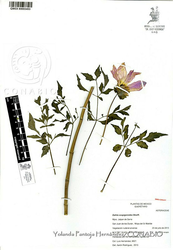 YPH1060%20Dahlia%20scapigeroides.jpg.rifezYr0MVFrF81hQA3g0JtbmFja29CbnFuZ3NAbXJ6LGtwZwA.sWw V3xqmp