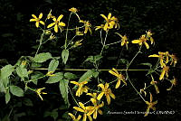 JDA D 00588 Bidens reptans.jpg