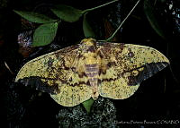 HBB0219 Eacles imperialis.jpg