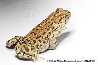 PJ016 0259 Incilius perplexus.JPG