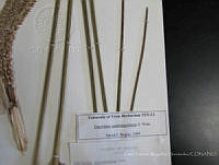 EFMH0033 Dasylirion longissimun var. longissimun.JPG