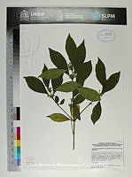 JAdNV0460 Osmanthus americanus.JPG