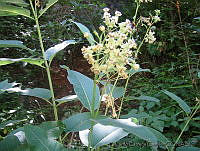 EEC0018 Asclepias similis.jpg