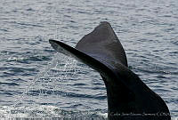 CNS0824 Physeter macrocephalus.jpg