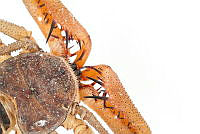 MASM07860 Acanthophrynus coronatus.jpg