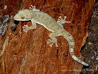 LCM0077 Phyllodactylus tuberculosus.jpg