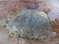 NE017 338 Trachemys venusta.jpg