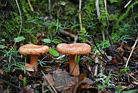 SAMJ01 Russulales.jpg