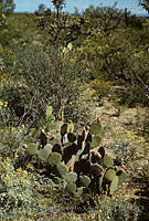 EHX0409 Opuntia microdasys ssp. rufida.JPG