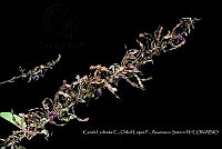 Atleq 0177 Desmodium nicaraguense.jpg