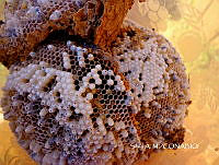 ZG009 126 Apis mellifera.jpg