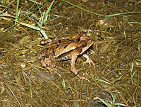 LCM0178 Incilius macrocristatus.jpg