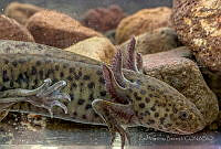 RIMB0006 Ambystoma mexicanum.jpg
