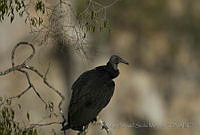 MASM04970 Coragyps atratus.jpg