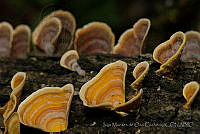 IMDOC0820 Fungi.jpg