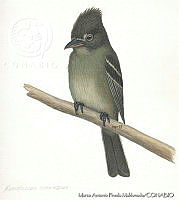 MAPM0160 Xenotriccus mexicanus.jpg