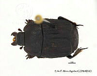 EFM0030 Epiglyptus costatus.JPG