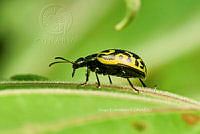 SM0573 Calligrapha signatipennis.jpg