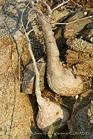 CNS1323 Cucurbita palmata.jpg