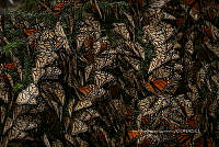 IDG1850 Danaus plexippus.jpg