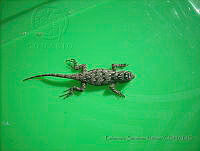 ESN025 Sceloporus lundelli.jpg