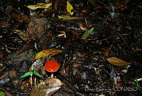 DK0772 Amanita sp..jpg