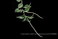 Zoqui 0192 Peperomia glabella.jpg