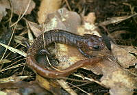 LCMHP013-90 Pseudoeurycea papenfussi.jpg