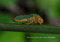 MN6PG0034 Oncometopia clarior.jpg