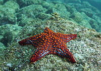 CNS1092 Pentaceraster cumingi.jpg