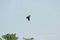 HJ6- 1113- Rostrhamus sociabilis.jpg