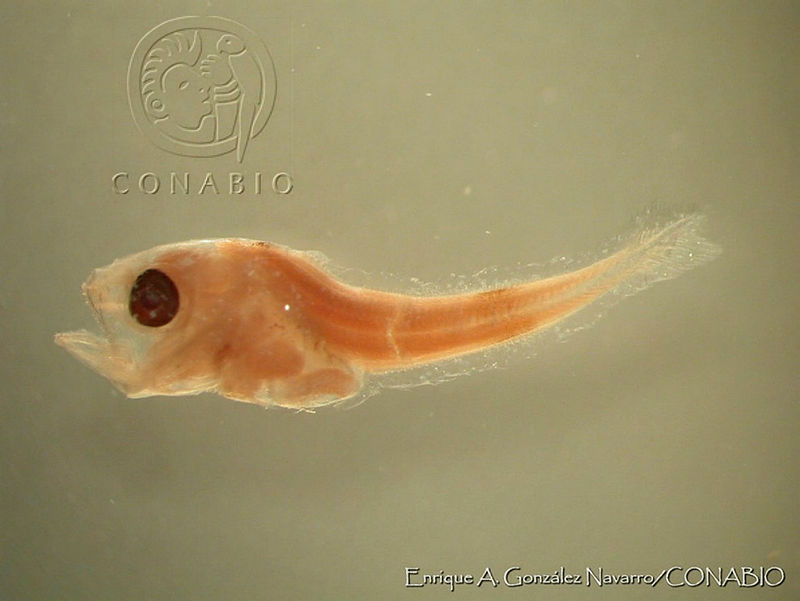 EAGN0123%20Merluccius%20productus.jpg.kSex1a78MTHpbUdhQA3g0JtbmFja29CbnFuZ3NAbXJ6LGtwZwA.R3CcrglMFt