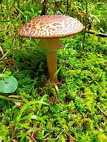 JCDJC 0010 Amanita rubesens.jpg