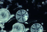 PM0013 Coscinodiscus sp..jpg