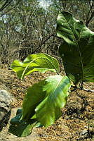 2238 Coccoloba barbadensis.jpg