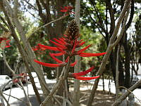 CGL0905 Erythrina americana.jpg